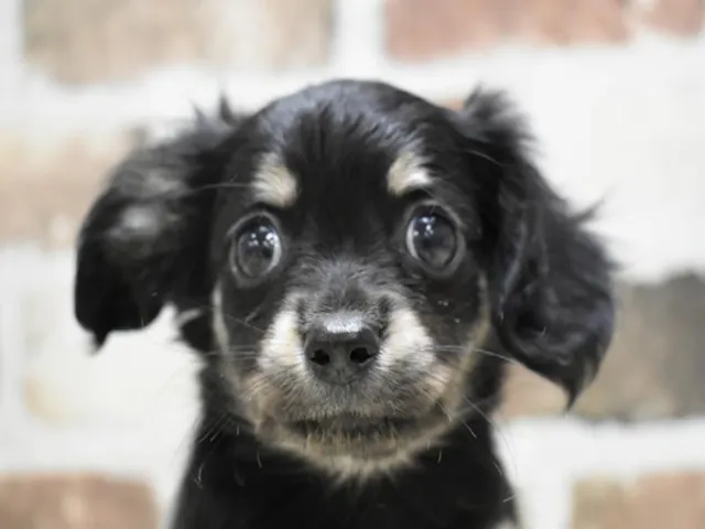 静岡県のハーフ犬・ミックス犬 (ペッツワン浜松雄踏店/2025年3月26日生まれ/女の子/ブラックタン)の子犬